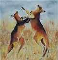 boxing kangaroos
