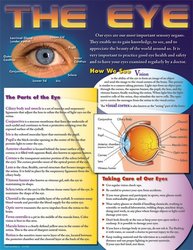 The Eye Educational Chart