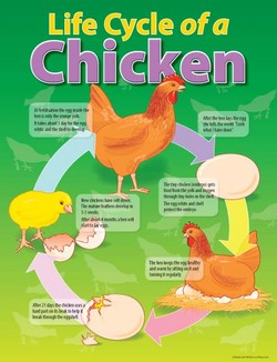 Life Cycle of a Chicken Educational Chart