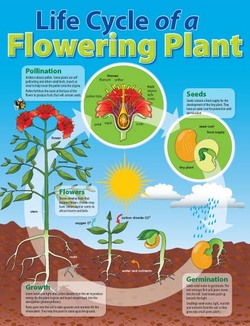 Life Cycle of a Plant Educational Chart