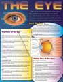 The Eye Educational Chart
