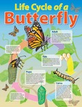 Life Cycle of a Butterfly