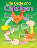 Life Cycle of a Chicken Educational Chart