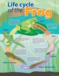 Life Cycle of a Frog