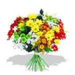 Mixed Chrysanthemums - bright long lasting flowers