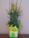 Tall Asiatic Lily - fresh Perth lilies - Delivered