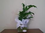 Peace Lily