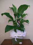 Large Peace Lily