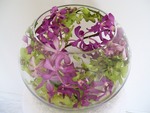 Sofi - Orchids in a Fish Bowl