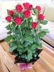 12 Roses in a box arrangement ~ Delivered