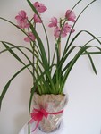 CYMBIDIUM ORCHID PLANT
