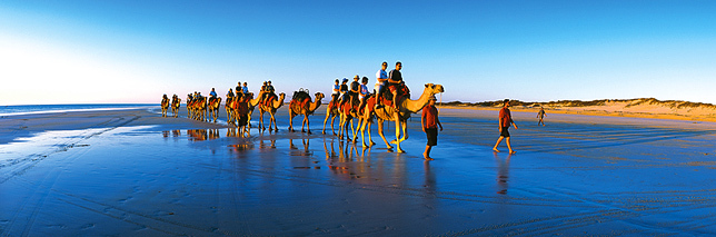 Cable Beach Camels