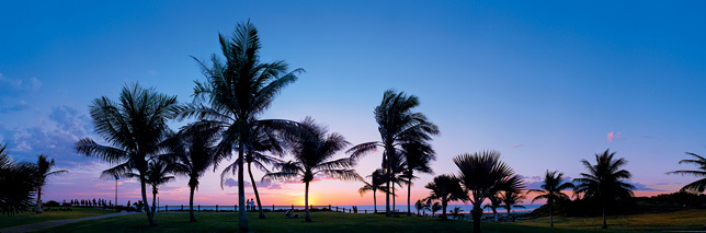 Palm Sunset