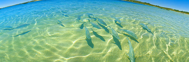 Friendly Fish