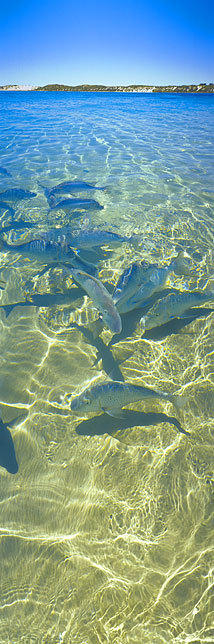 Friendly Fish