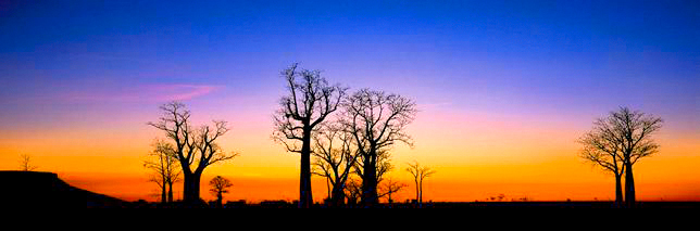 Silhouette Boabs