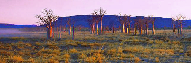 Boabs at Dusk