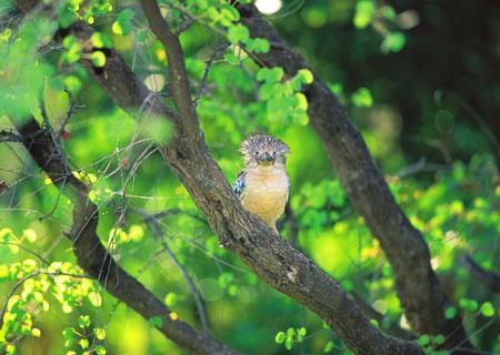 Blue-winged Kookaburra