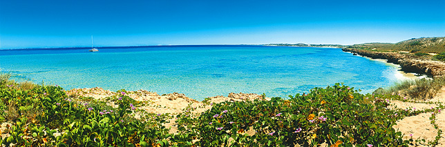 Paradise Flowers