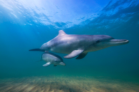 Dolphin and Calf