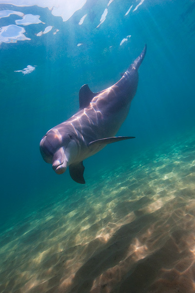 Wild Dolphin