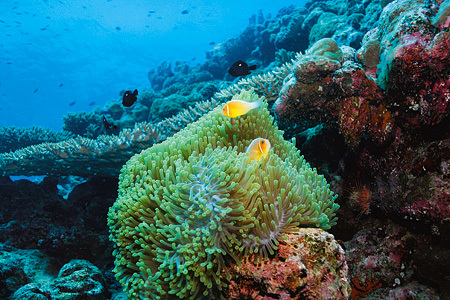 Anemone, Rowley Shoals