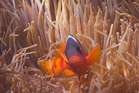 Tomato Anemonefish - Ningaloo