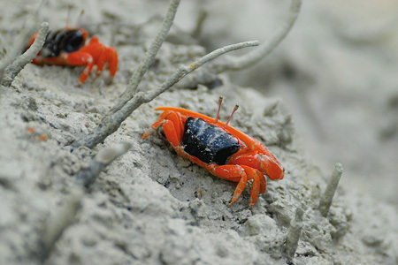 Fiddler Crab