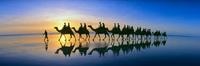 Cable Beach Camels