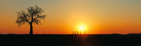Little Boab Sunrise