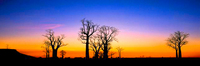 Silhouette Boabs
