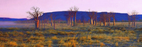 Boabs at Dusk