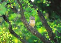 Blue-winged Kookaburra