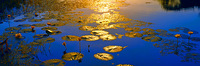 Water Lilies