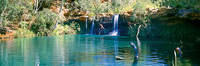 Fern Pool