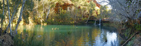 Fern Pool
