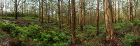Boranup Forest