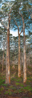 Boranup Forest