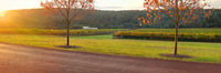 Brookland Valley Vineyard