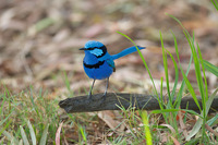 Blue Wren
