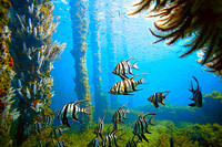 Old Wives, Busselton Jetty