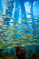 Fish, Busselton Jetty