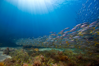 Yellow Tail, Busselton