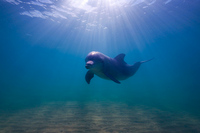 Wild Dolphin, Bunbury