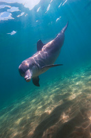 Wild Dolphin, Bunbury