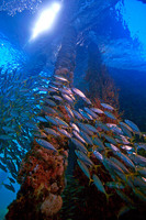 Schooling Silver fish, Busselton Jetty