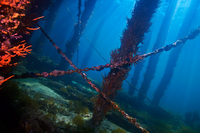 Busselton Jetty Pylons