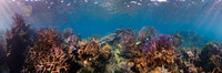 Coral Garden