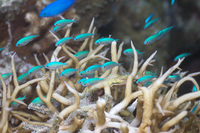 Blue Green Chromis - Ningaloo