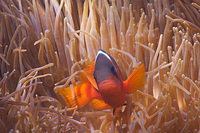 Tomato Anemonefish - Ningaloo